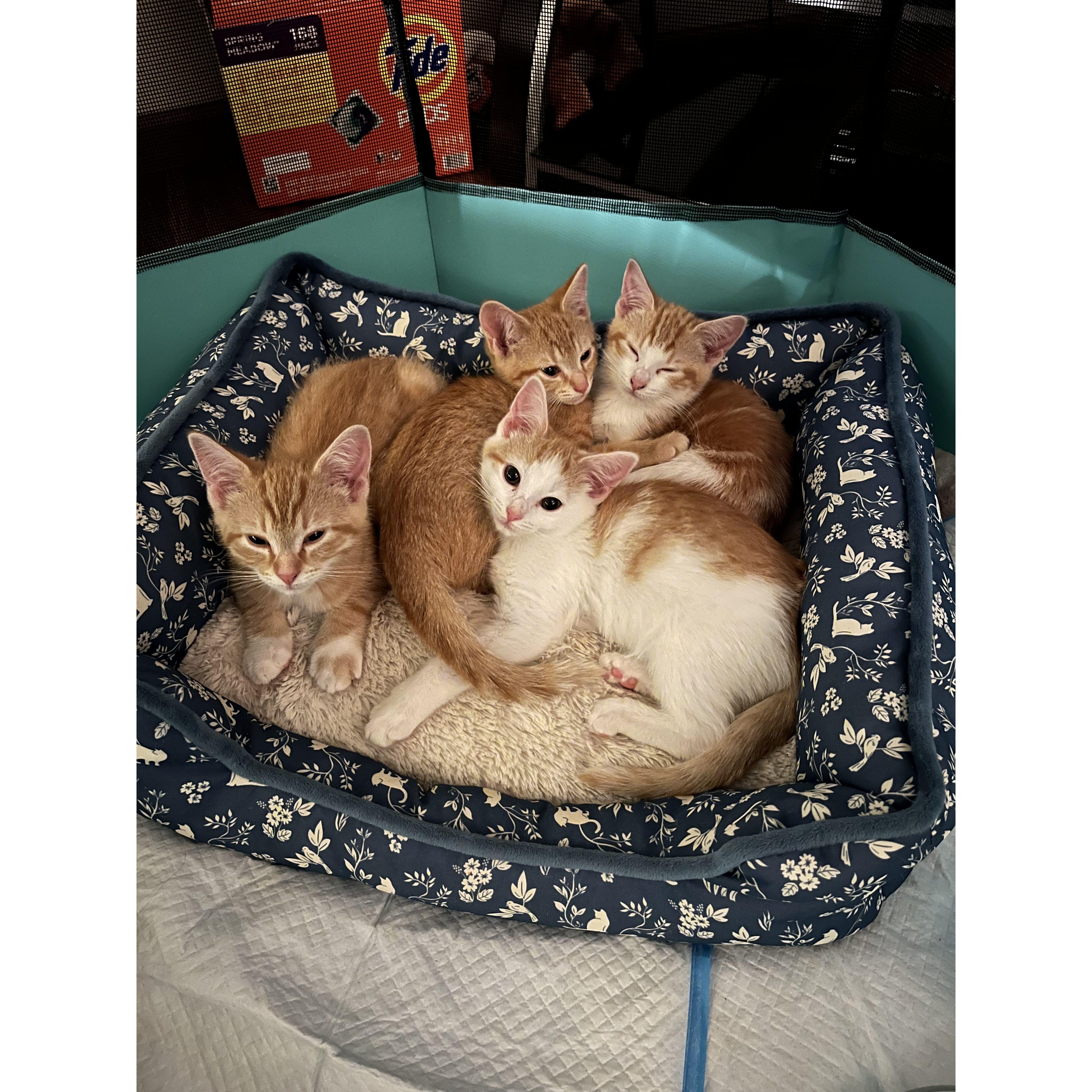 Our four little fur babies, Nacho, Link, Melody, and Marie!