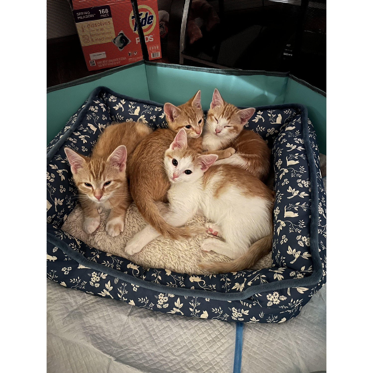 Our four little fur babies, Nacho, Link, Melody, and Marie!