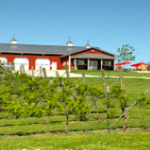 Stone Pillar Vineyard & Winery