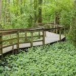 BREC's Bluebonnet Swamp Nature Center