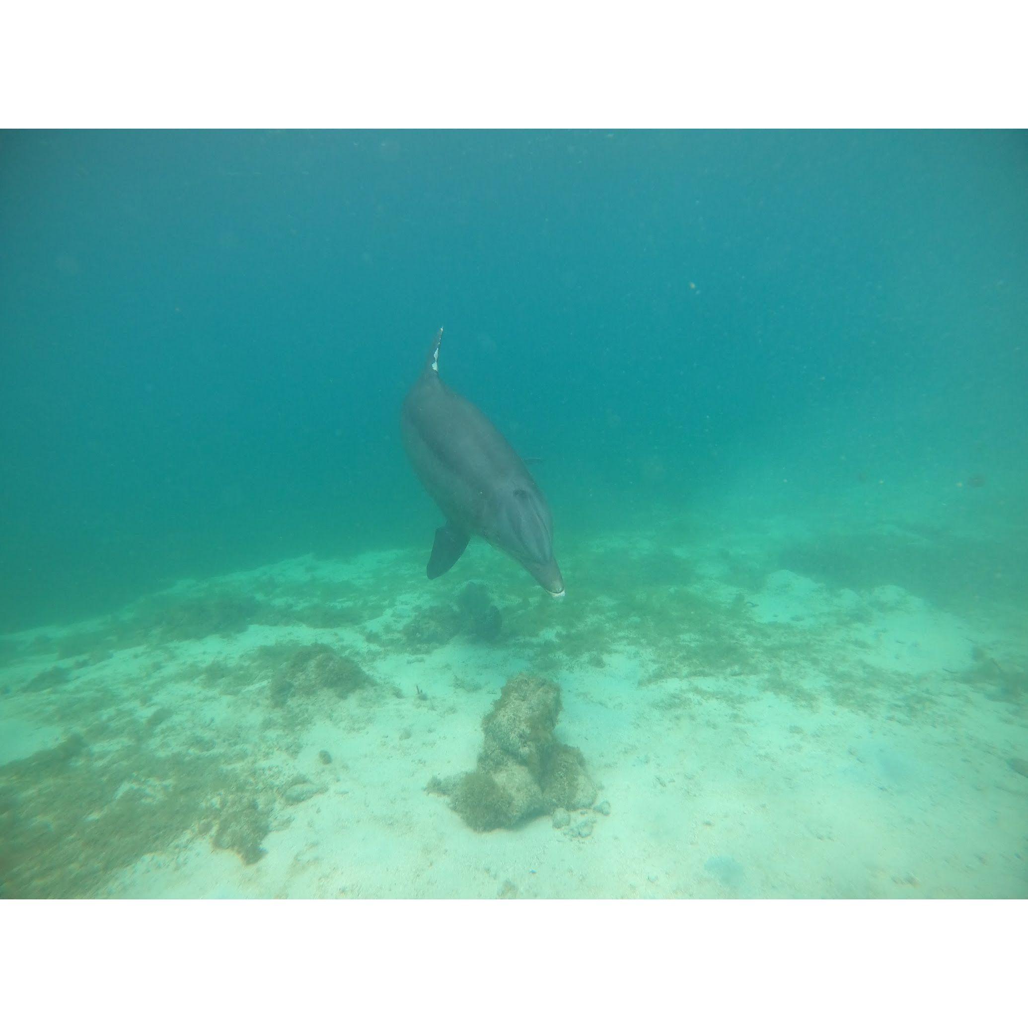 The one where we went swimming with a dolphin in the USVI
