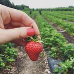 Strawberry Picking (Child friendly)