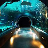Loveland Living Planet Aquarium