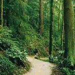 Forest Park