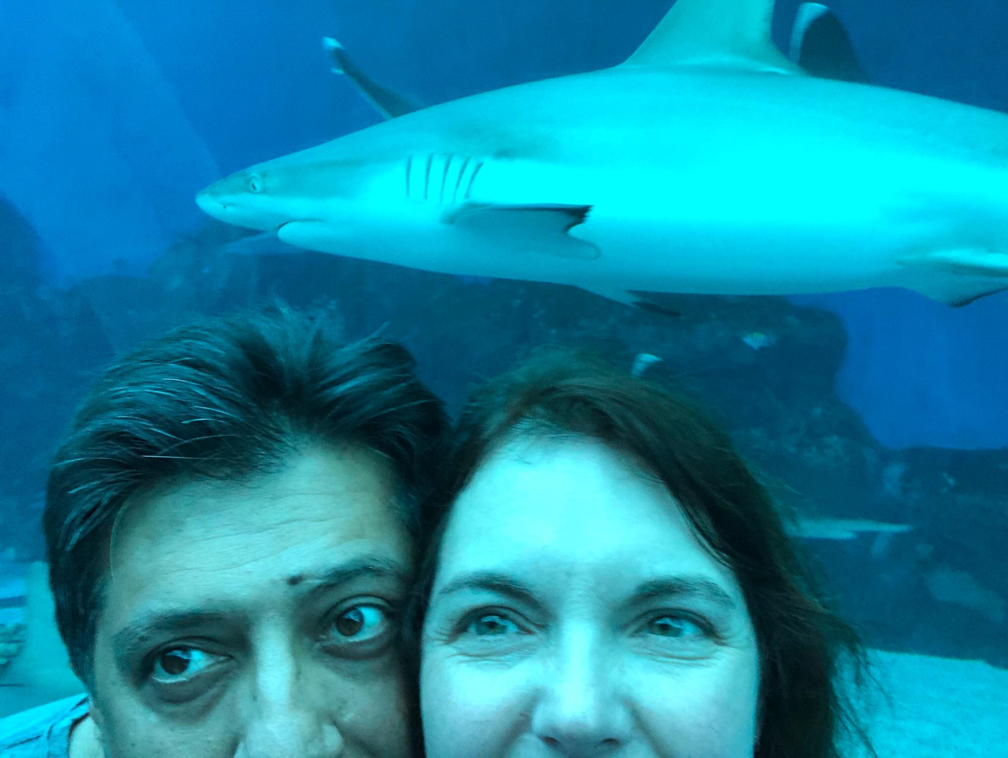Shark attack! Singapore 2019