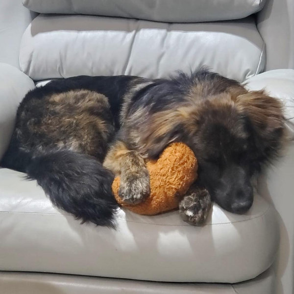 Our Pet Toy Fund