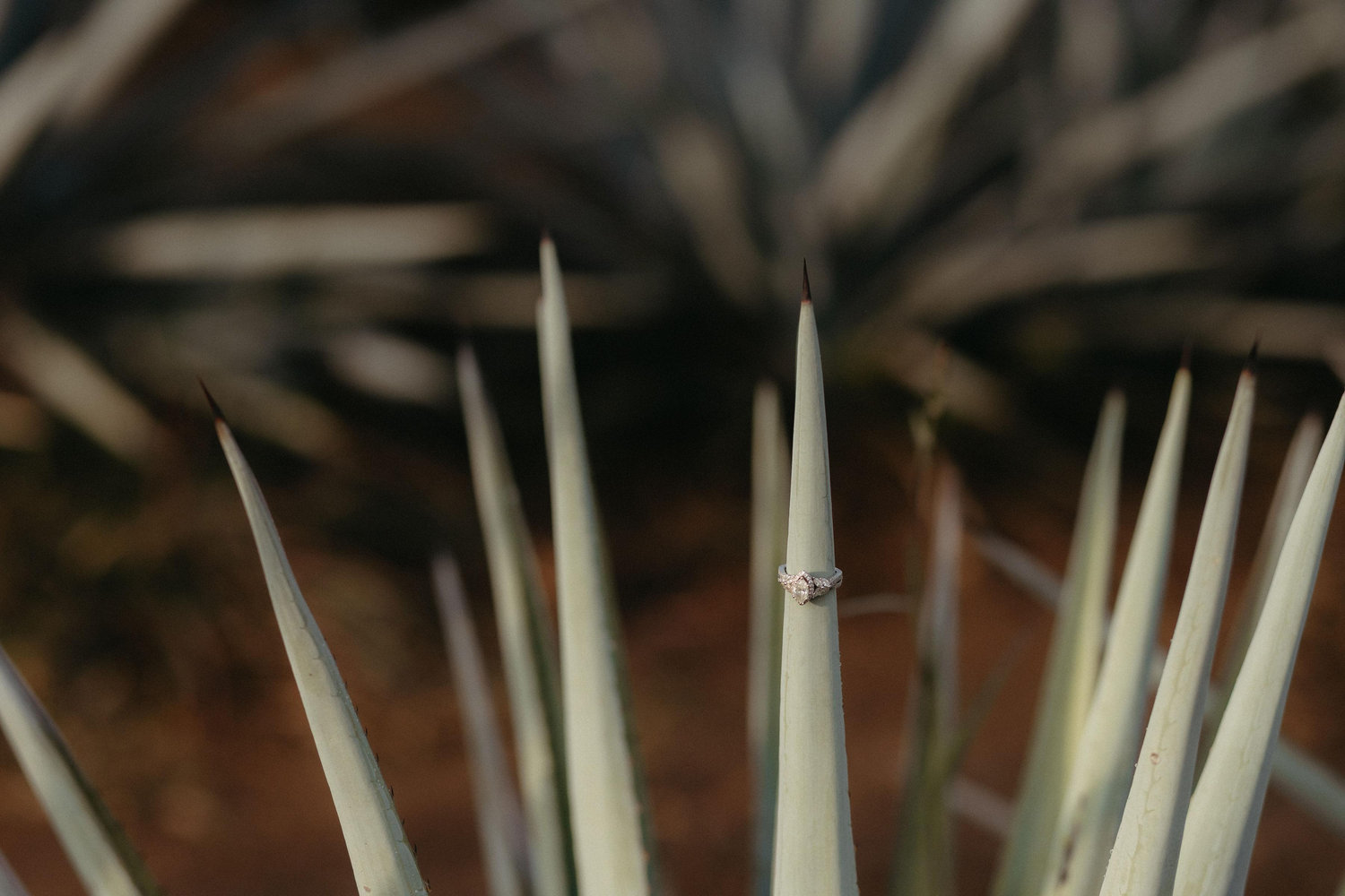 The Wedding Website of Daniel Quinones and Melissa Vela
