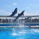 Gulfarium Marine Adventure Park
