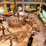 Houston Museum of Natural Science