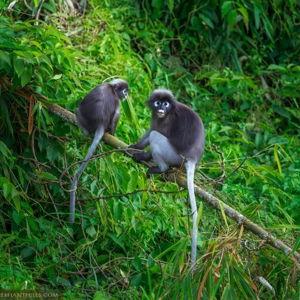 Thailand - Khao Sok National Park Sunrise Wildlife Safari