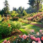 Visit to the Rose Garden
