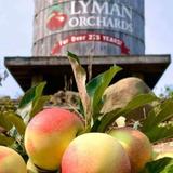 Lyman Orchards Corn Maze