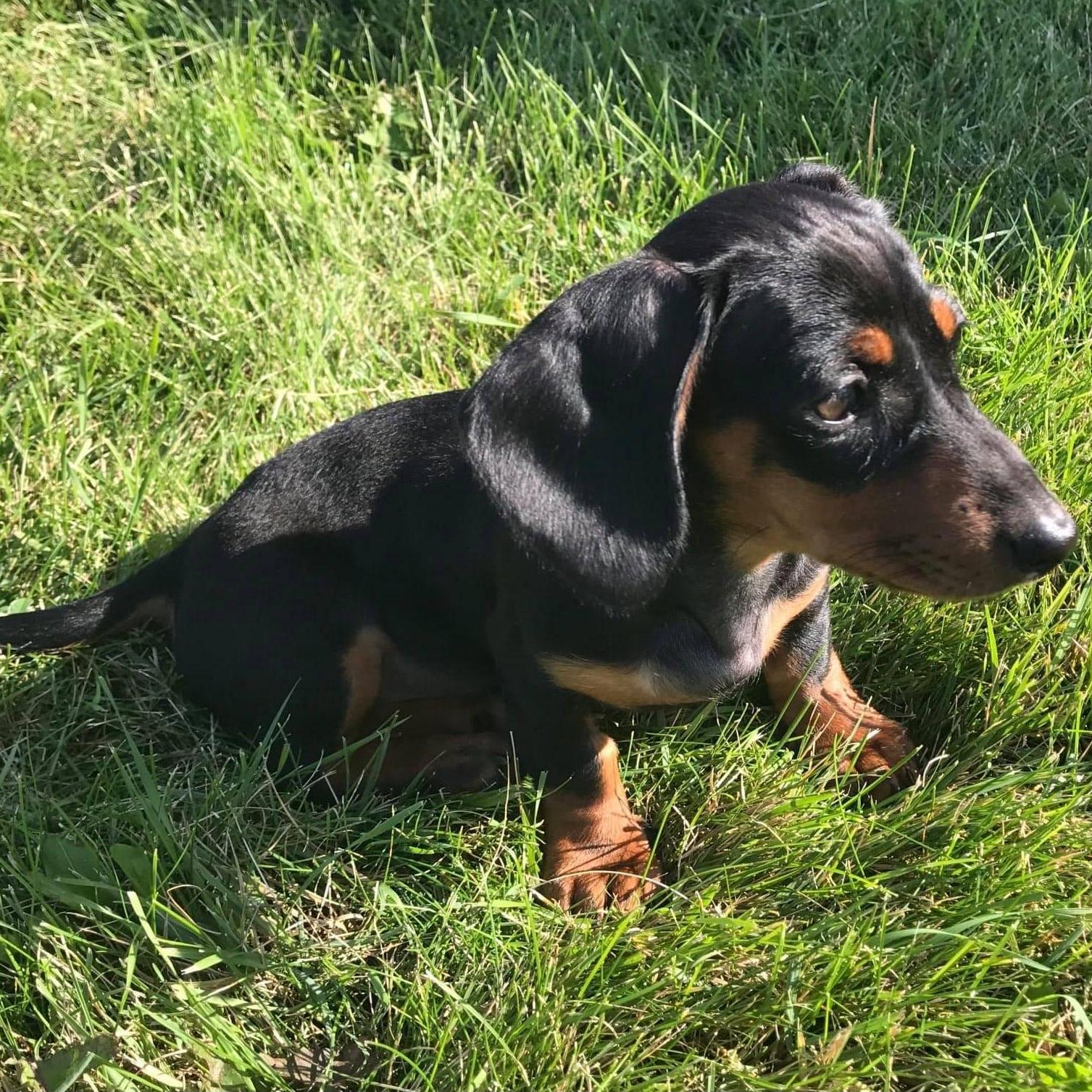 Our Dachshund, Cookie!