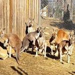 Missouri Down Under Adventure Zoo