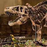 Carnegie Museum of Natural History