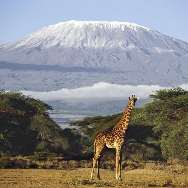 African Safari Honeymoon