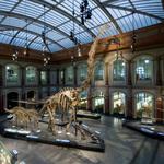 Museum für Naturkunde Berlin