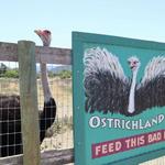 Ostrichland USA
