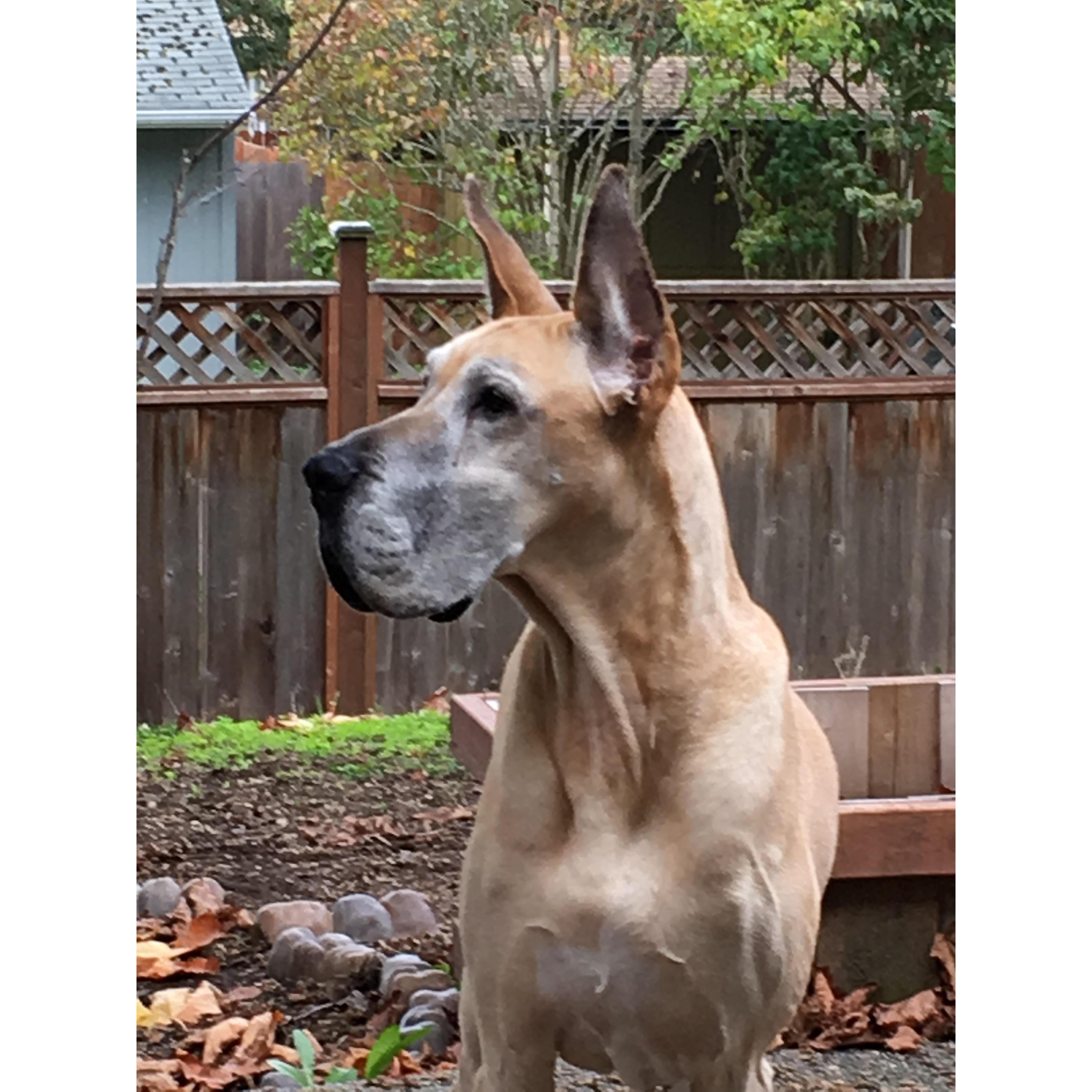 Nala claimed Michael as part of the family from first sight.  Our old girl has great taste!