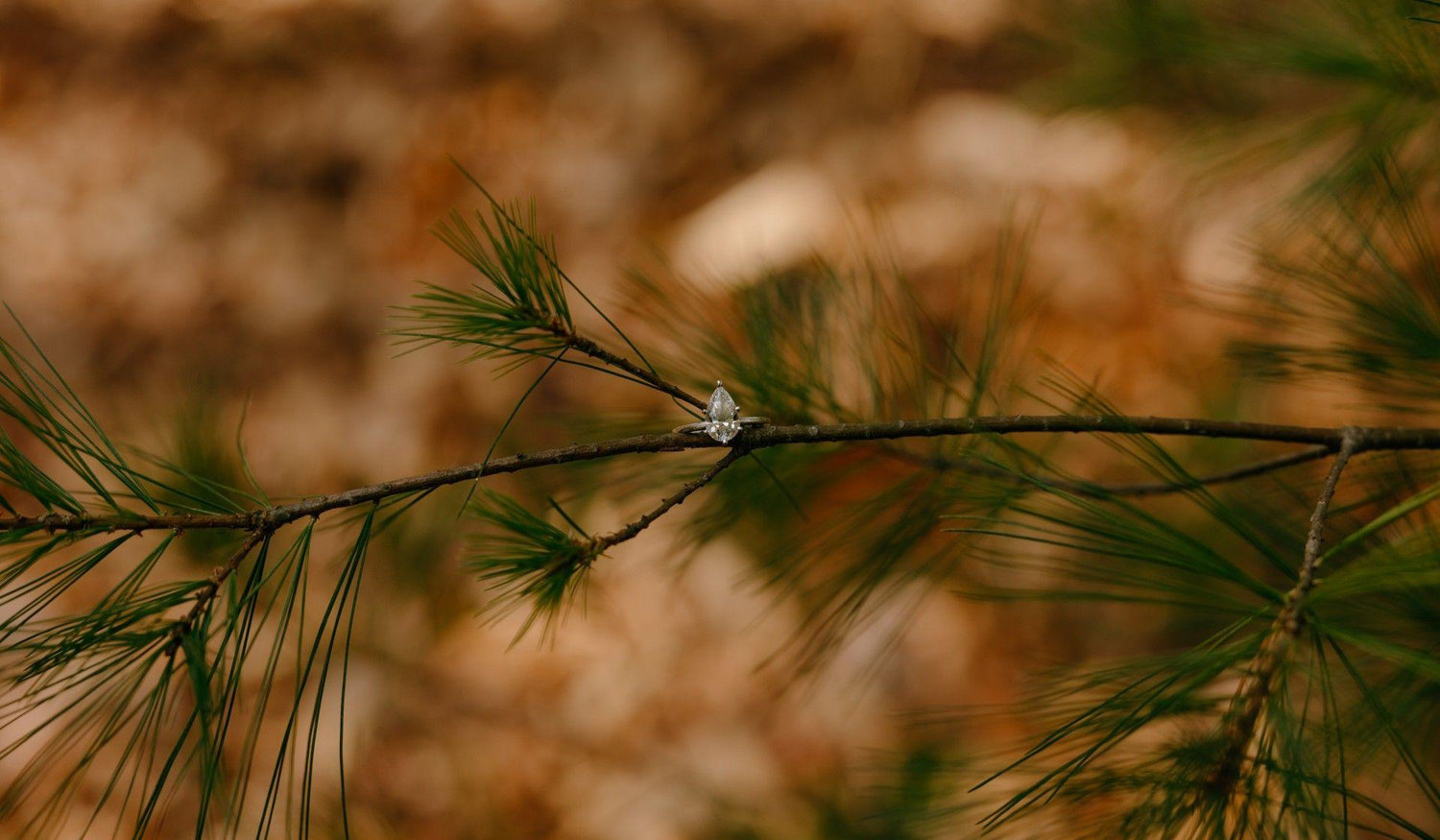 Footer image
