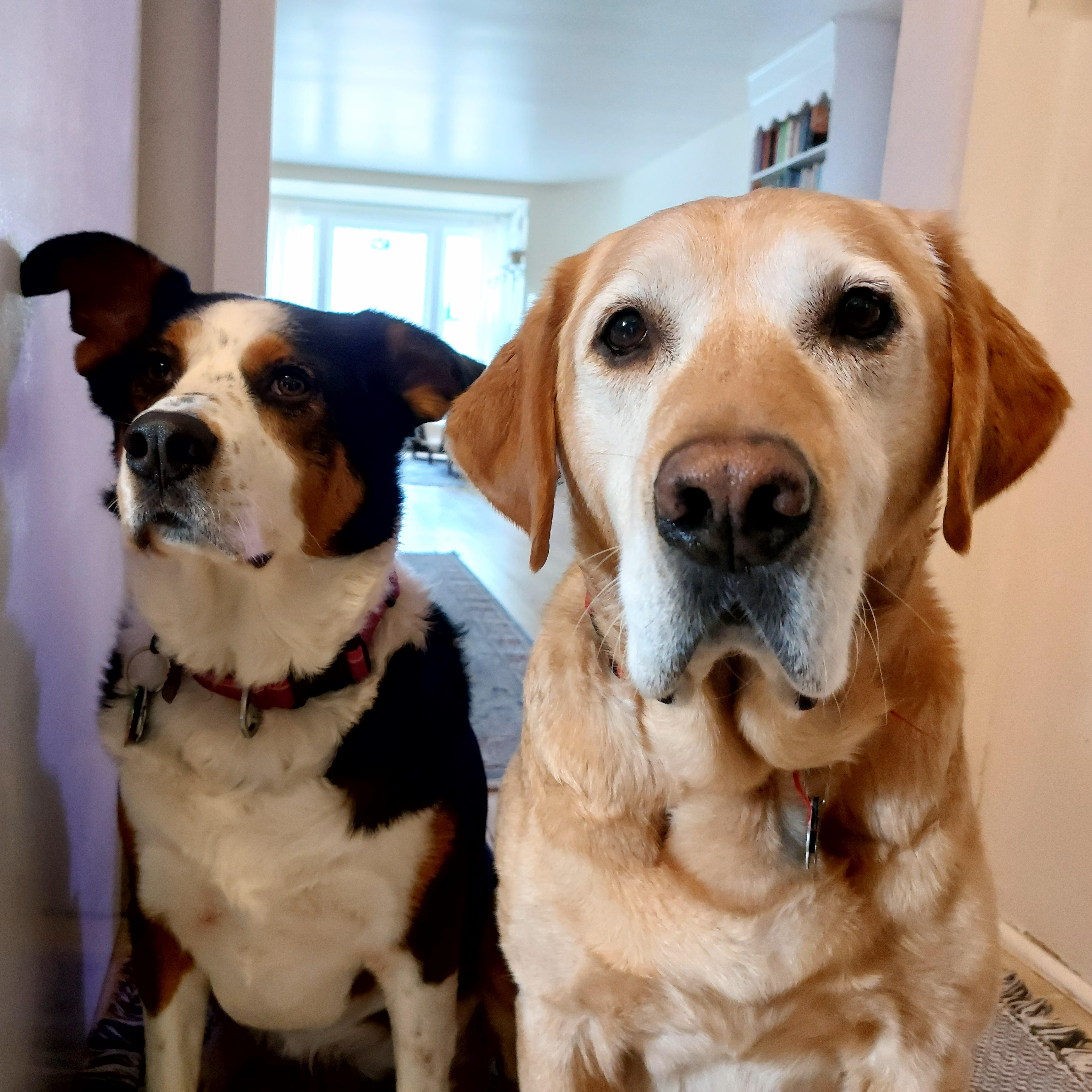 Ding and Dong, April 2022