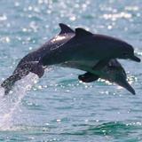 Boat Tour to See Dolphins