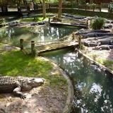 St. Augustine Alligator Farm Zoological Park