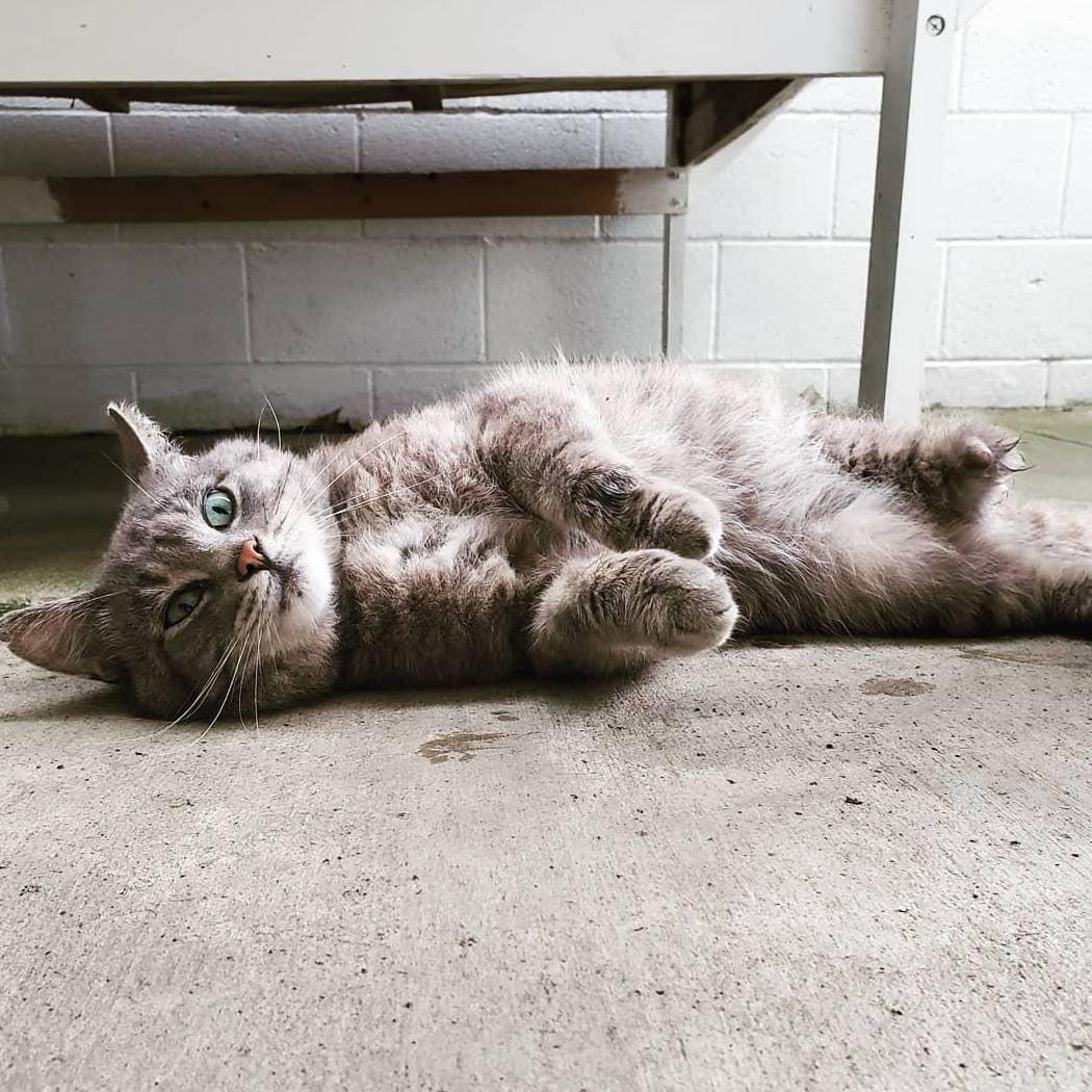 Hambone - the kitty that got away. Miss you Hammy boy - 2019