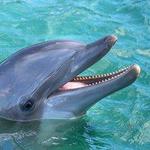 Dolphin Connection