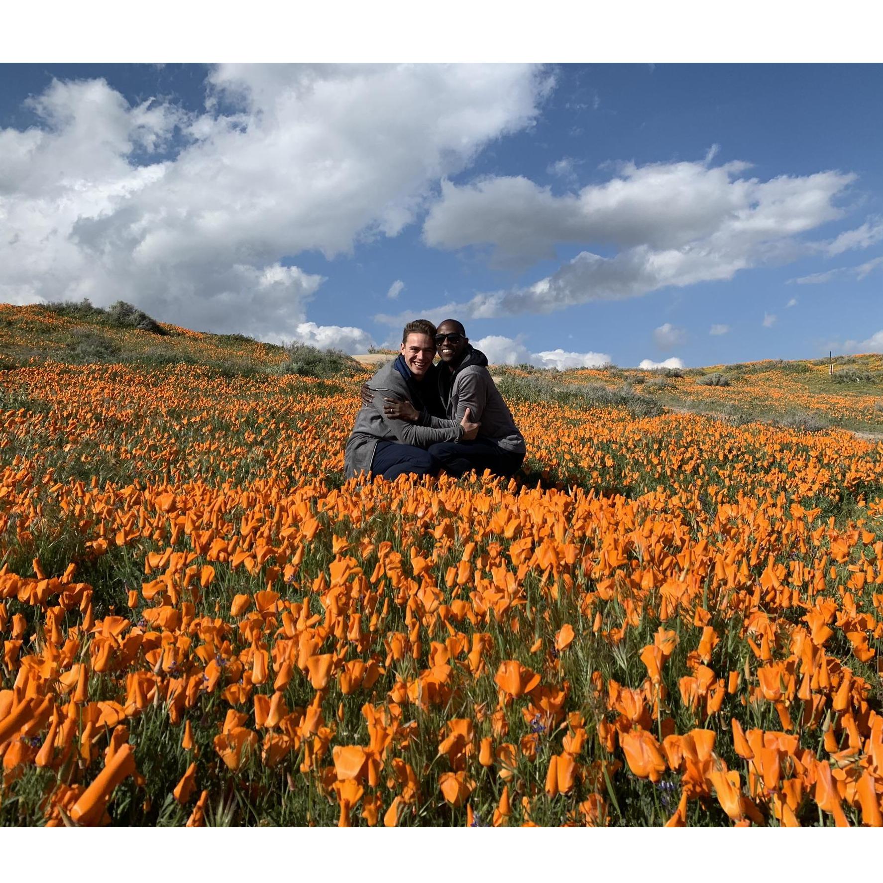 Super Bloom of Southern California Spring 2019