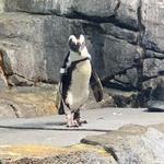 Monterey Bay Aquarium