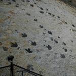 Dinosaur Ridge