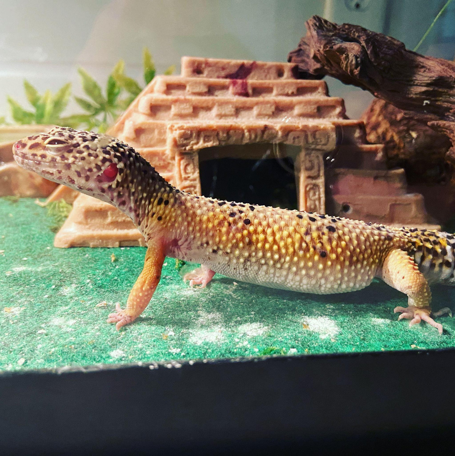 Rescued our first pet, Galaxy, on July 9, 2021. He was already 10 years old and needed lots of help due to poor living conditions.