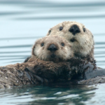 Monterey Bay Aquarium