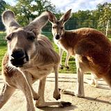 Majestic Meadows Alpacas & Boutique