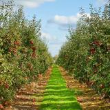 Bowman Orchards