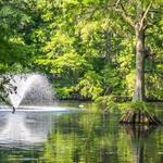 Swan Lake Iris Gardens