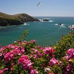 Mendocino Coast Botanical Gardens