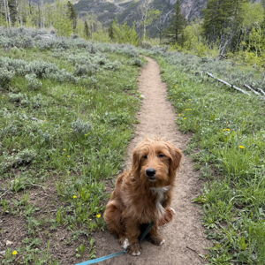 Pickles' Dog Fund