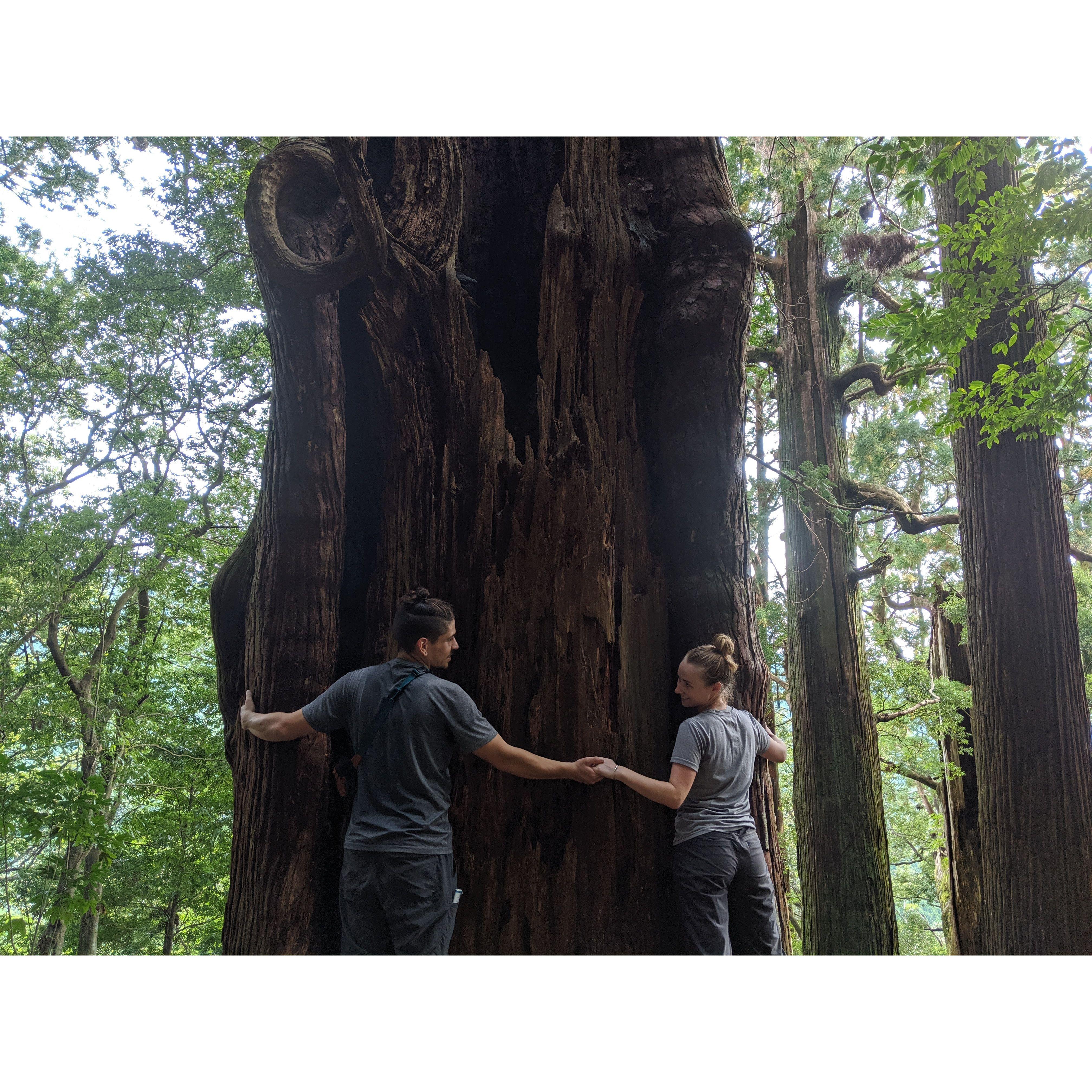 our "marriage" tree in Japan (while hiking the Kumano Kodo)