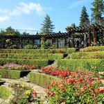 Berkeley Rose Garden
