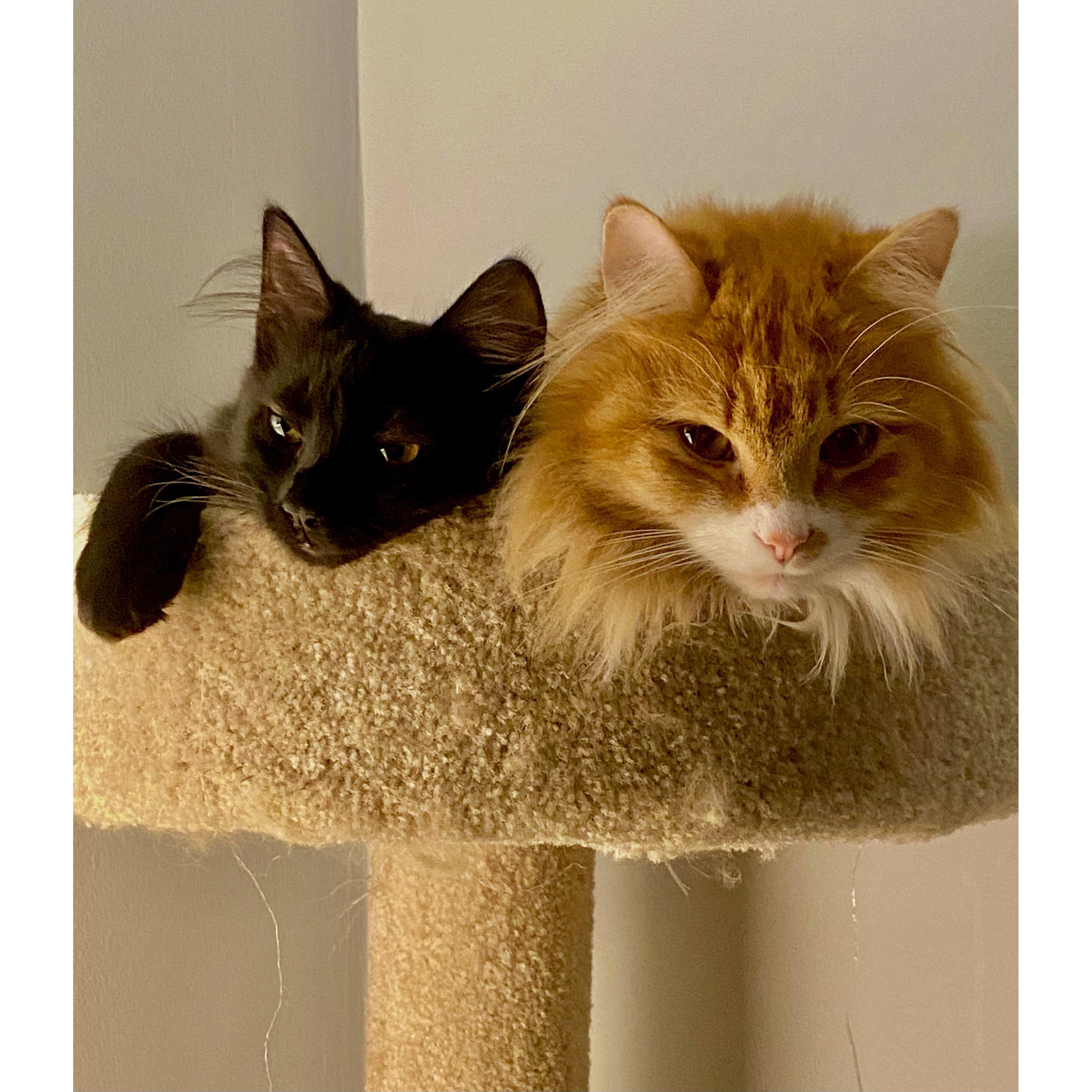 Our Neptune and Phoebe!