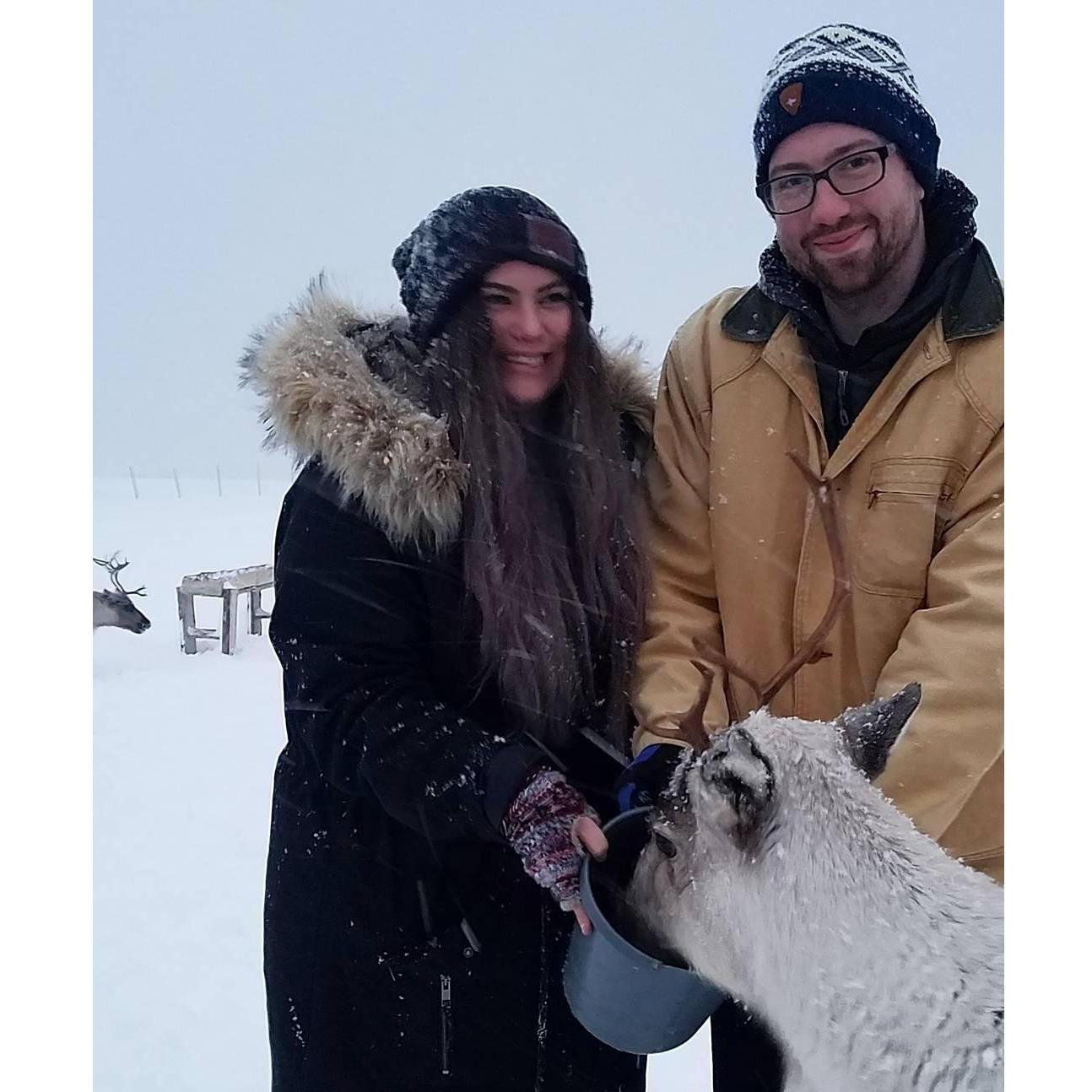 Feeding Reindeer