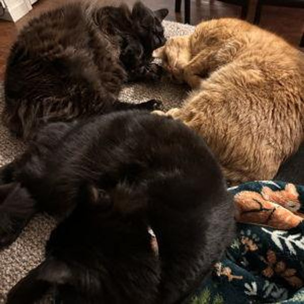 House Fund for Kittens
