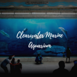 Clearwater Marine Aquarium
