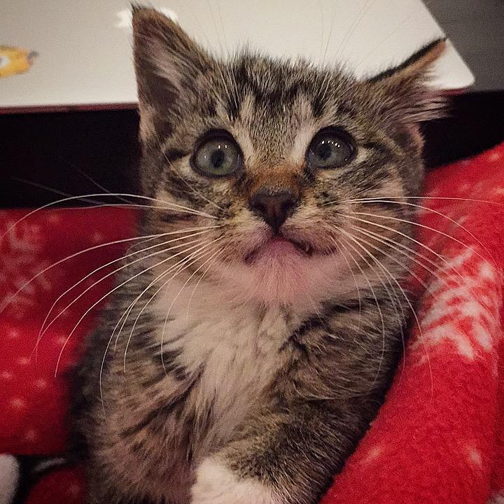 It's our baby! She's derpy and her name is Topcat.