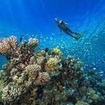 Snorkeling & Scuba Diving