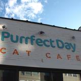 Purrfect Day Cat Café