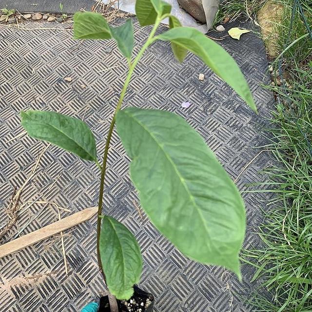 1 Year Old Pawpaw Plant, Asimina triloba (Poor Man's Banana), 5-10“ Tall