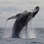 Capt. Dave's Dolphin & Whale Watching